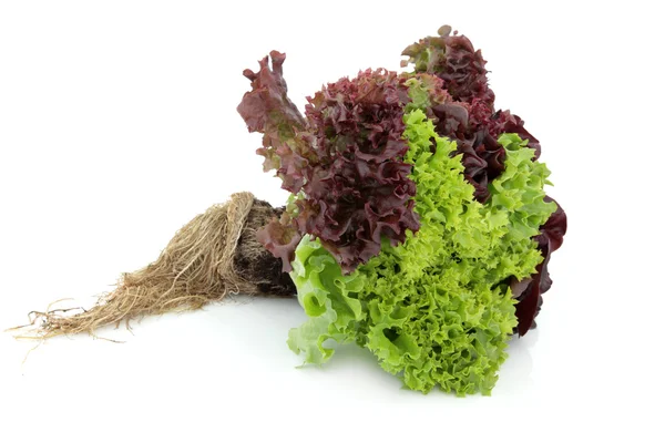 Salaattikasvit — kuvapankkivalokuva