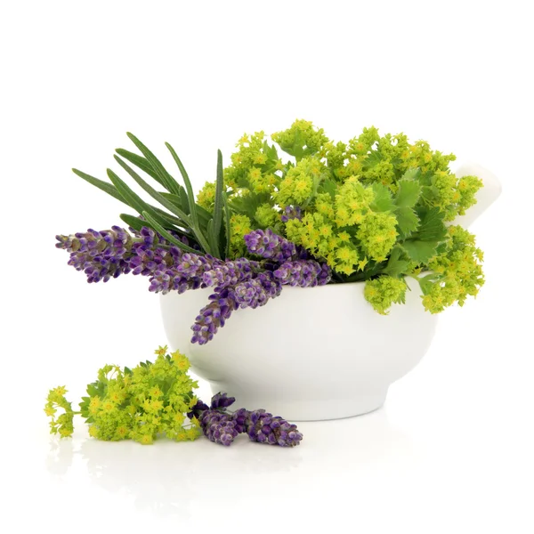 Lavendel en dames mantel bloemen — Stockfoto