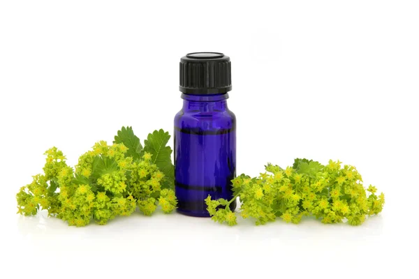 Ladies Mantle Herb Therapy — Stock Photo, Image