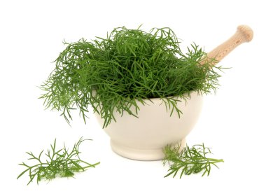 Fennel Herb clipart