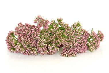 Valerian Herb Flowers clipart