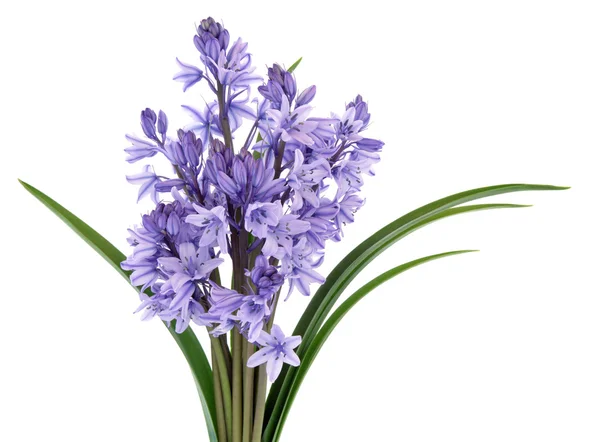 Bluebell květiny — Stock fotografie