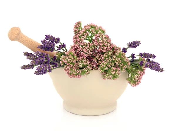 Lavendel och Valeriana ört blommor — Stockfoto