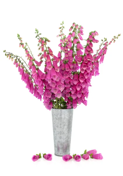 Fingerhut-Blumen — Stockfoto