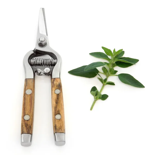 Marjoram Herb and Secateurs — Stock Photo, Image