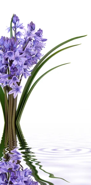 Bluebell λουλούδια — Φωτογραφία Αρχείου