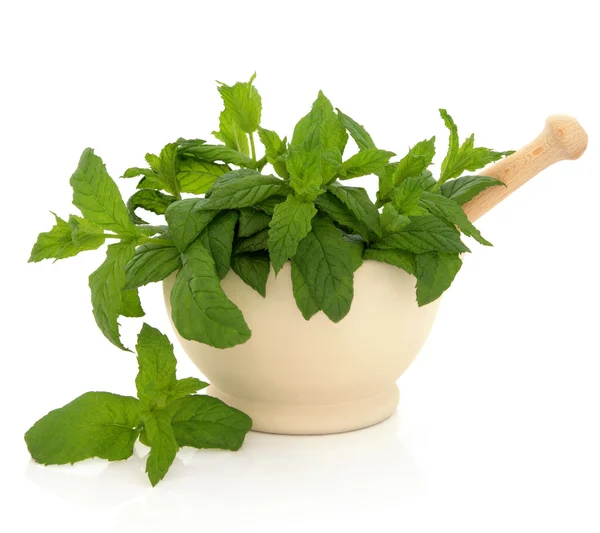 Mint Herb Leaves — Stock Photo, Image