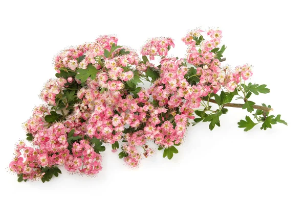 Hawthorn Blossom Flowers — Stock Photo, Image