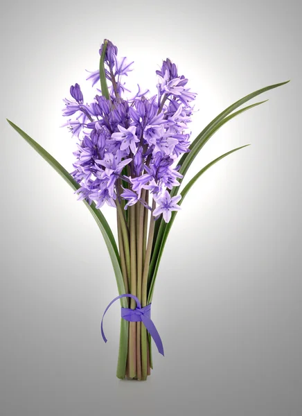 Bluebell virágok — Stock Fotó