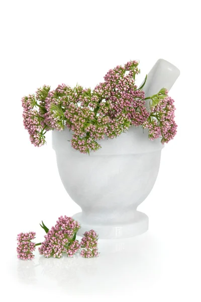 Valerian gyógynövény virágok — Stock Fotó