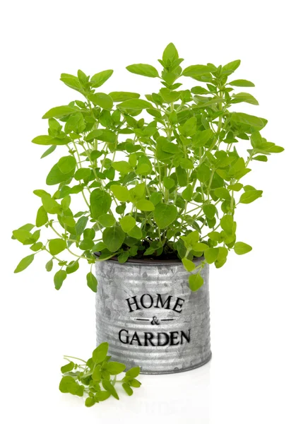 Oregano Herb Plant — Stock Photo, Image