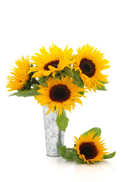 Sonnenblumenschönheit — Stockfoto