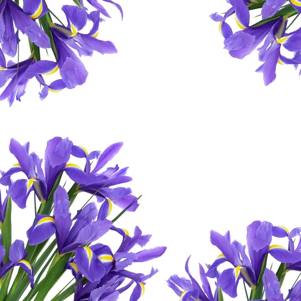 Iris blomma skönhet — Stockfoto