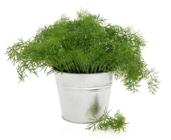 Dill Herb Plant Stock Image