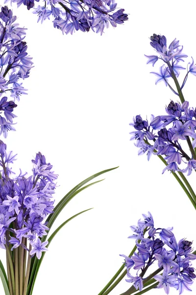 Bluebell çiçek sınır — Stok fotoğraf