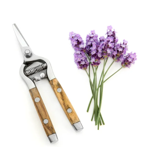Lavendel ört blommor och sekatörer — Stockfoto