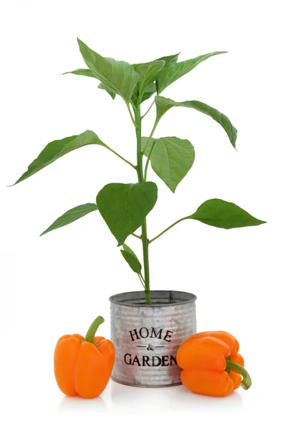橙色胡椒植物 — 图库照片