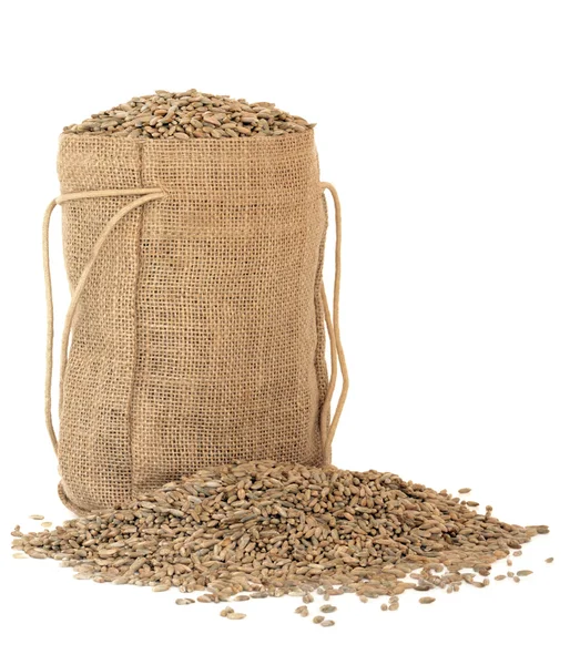 Ржаное зерно — стоковое фото