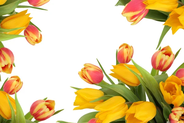 Tulip flower gränsen — Stockfoto