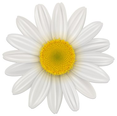 Daisy flower clipart
