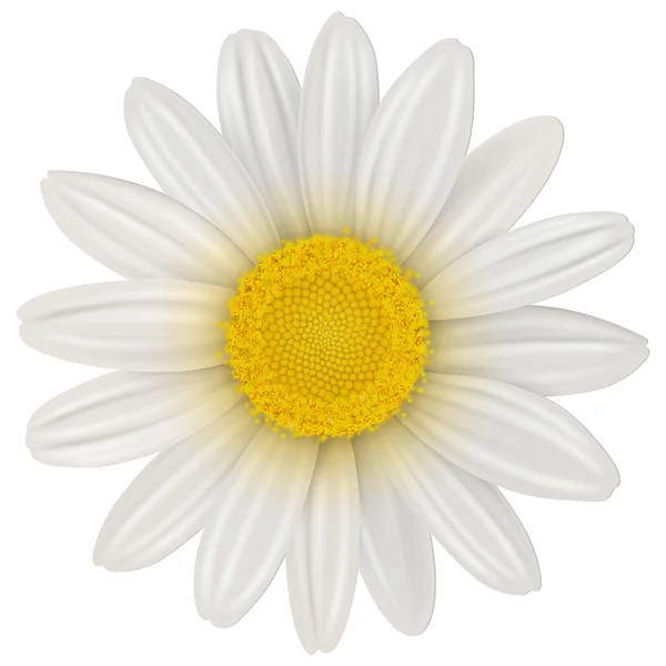 Μαργαρίτα λουλούδι — Διανυσματικό Αρχείο
