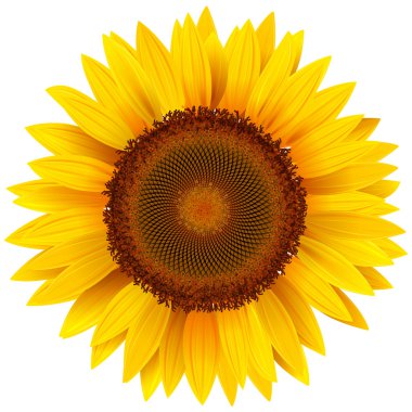 Sunflower clipart