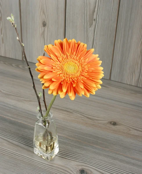 Beautiful orange gerbera — Stock Photo, Image
