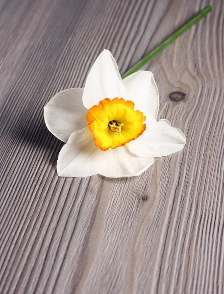 明るい花 — ストック写真