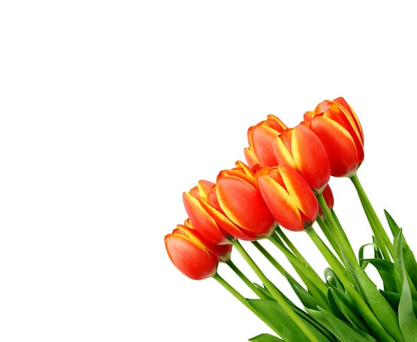 Устройство со свежими тюльпанами — стоковое фото