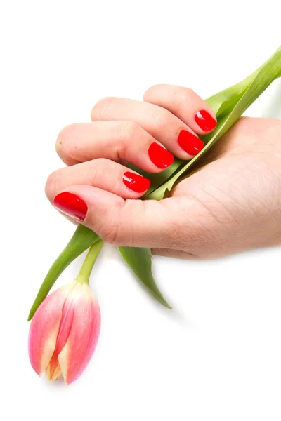 Woman hands with red manicure and tulip — Stock Photo, Image