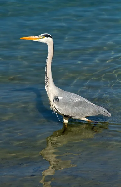 Garça azul — Fotografia de Stock