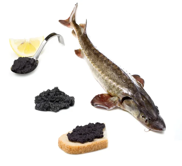 stock image Sturgeon