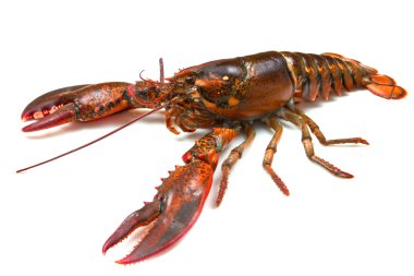 Living lobster clipart