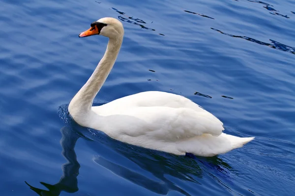 Белый лебедь на воде — стоковое фото