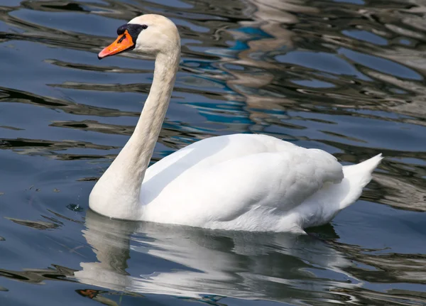 Un cisne blanco en el agua — Foto de Stock