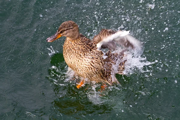 Eine süße Ente im Wasser — Stockfoto