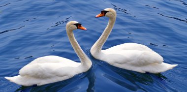 A couple of white swan clipart