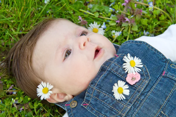 A zöld fű, daisy baba — Stock Fotó