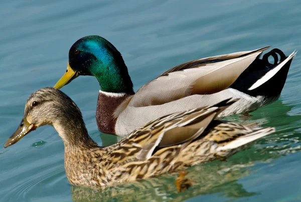 Duck in the water — Stock Photo, Image