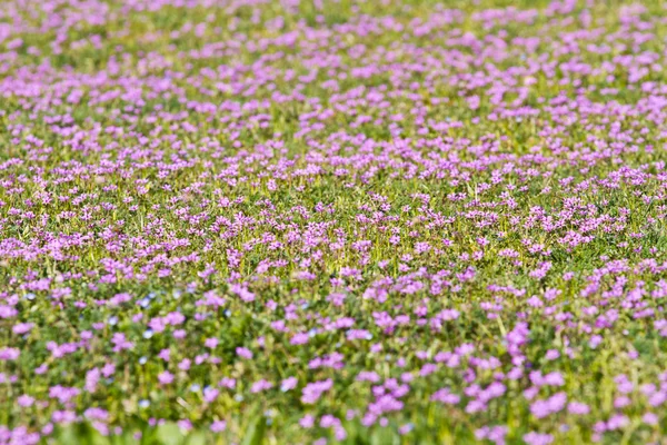 Lilac flowery meadow — Stock Photo, Image