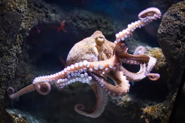 Ethereal octopus from the depth (Octopus vulgari) — Stock Photo, Image