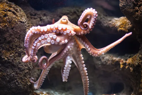 Polvo etéreo da profundidade (Octopus vulgari ) Fotos De Bancos De Imagens