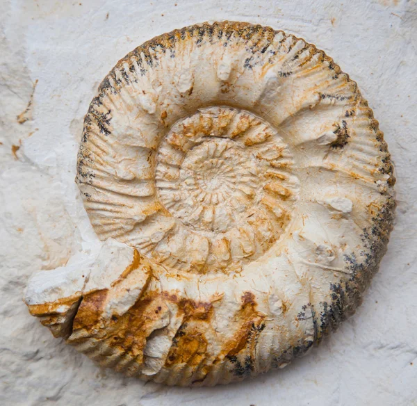 stock image Ammonoids from the past