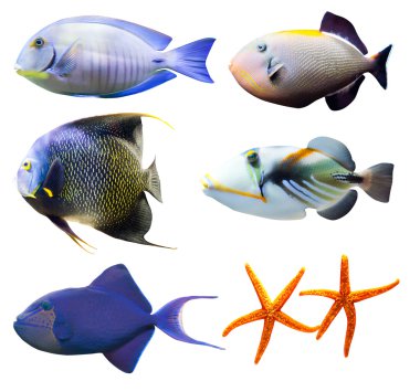 Tropical world of fish part 2 isolated on white clipart