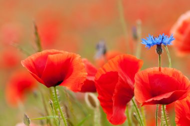 Cornflower and Poppies clipart