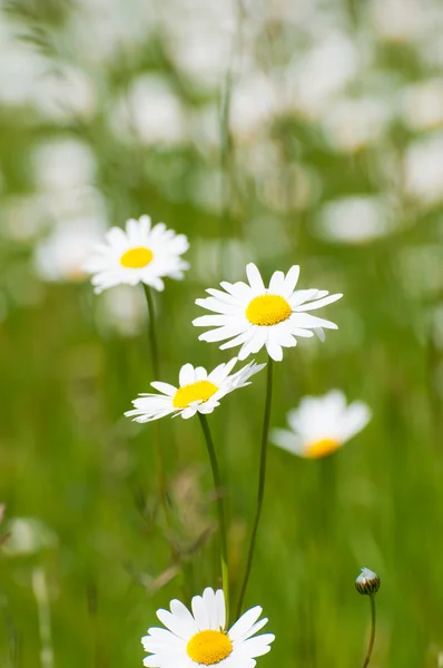 Stock image Meadow with daisies