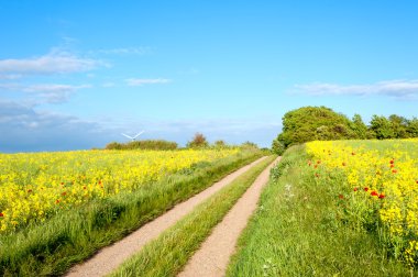 Fields of rape seed clipart