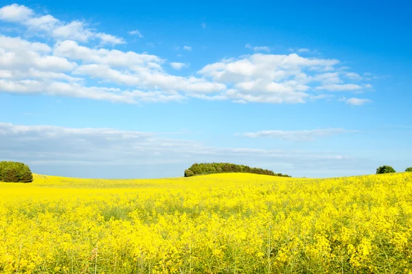 stock image Fields of rapeseed