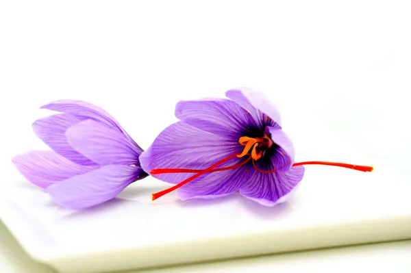 Šafrán květiny Stock Snímky