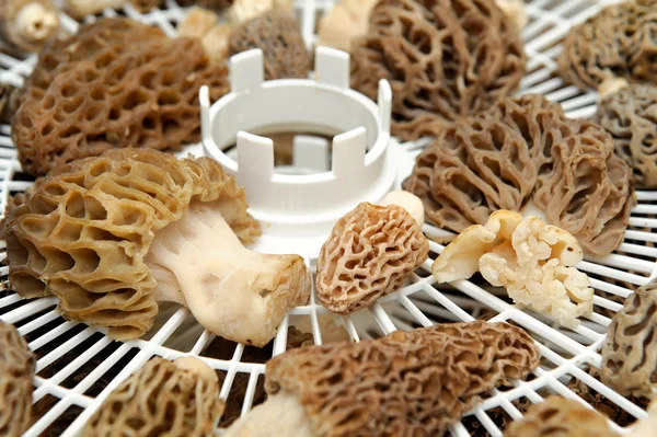 Сушильный гриб Мореля Лицензионные Стоковые Фото